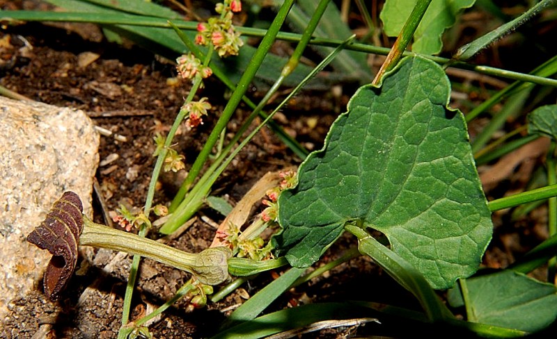 Aristolochia rotunda ssp. insularis / Aristolochia rotonda